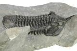 Morocconites Trilobite Fossil - Ofaten, Morocco #273385-2